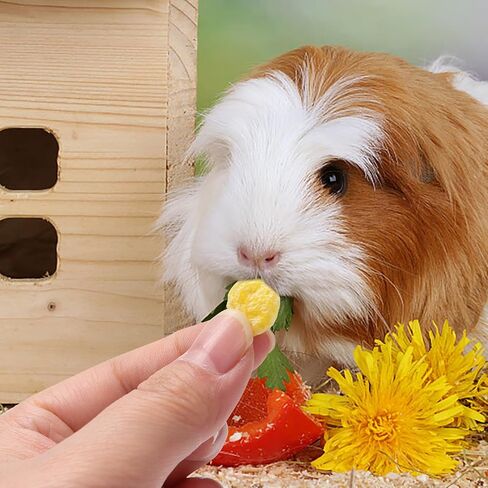 يعامل خنزير غينيا VCZONE 18 نوعًا، وطحن الأسنان وجبات خفيفة طبيعية مثالية للحيوانات الصغيرة، مزيج من الوجبات الخفيفة المغذية مثل الخضروات والفواكه والحبوب in Kuwait