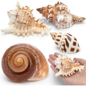 Deauepu® Premium Hermit Crab Shells 4PCS (4 Types) | Good for Medium to Large Hermit Crabs | Opening Size: 1"-1.5", Seashell Size: 2"-3.5" | Hermit Crab House for Décor | No Paint or Dye in Kuwait