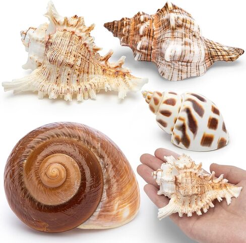 Deauepu® Premium Hermit Crab Shells 4PCS (4 Types) | Good for Medium to Large Hermit Crabs | Opening Size: 1"-1.5", Seashell Size: 2"-3.5" | Hermit Crab House for Décor | No Paint or Dye in Kuwait