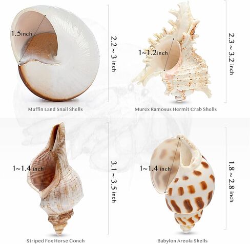 Deauepu® Premium Hermit Crab Shells 4PCS (4 Types) | Good for Medium to Large Hermit Crabs | Opening Size: 1"-1.5", Seashell Size: 2"-3.5" | Hermit Crab House for Décor | No Paint or Dye in Kuwait
