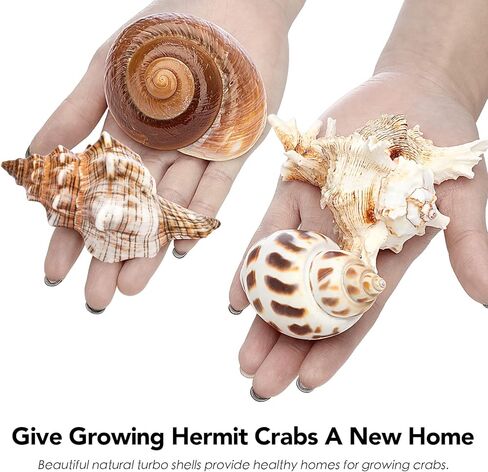 Deauepu® Premium Hermit Crab Shells 4PCS (4 Types) | Good for Medium to Large Hermit Crabs | Opening Size: 1"-1.5", Seashell Size: 2"-3.5" | Hermit Crab House for Décor | No Paint or Dye in Kuwait