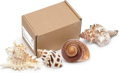 Deauepu® Premium Hermit Crab Shells 4PCS (4 Types) | Good for Medium to Large Hermit Crabs | Opening Size: 1"-1.5", Seashell Size: 2"-3.5" | Hermit Crab House for Décor | No Paint or Dye in Kuwait
