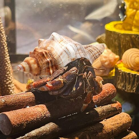 Deauepu® Premium Hermit Crab Shells 4PCS (4 Types) | Good for Medium to Large Hermit Crabs | Opening Size: 1"-1.5", Seashell Size: 2"-3.5" | Hermit Crab House for Décor | No Paint or Dye in Kuwait