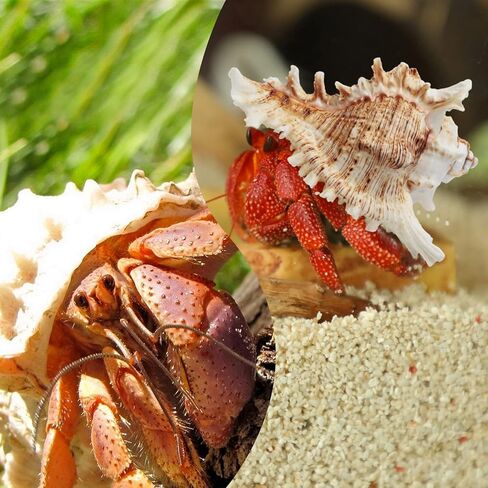 Deauepu® Premium Hermit Crab Shells 4PCS (4 Types) | Good for Medium to Large Hermit Crabs | Opening Size: 1"-1.5", Seashell Size: 2"-3.5" | Hermit Crab House for Décor | No Paint or Dye in Kuwait