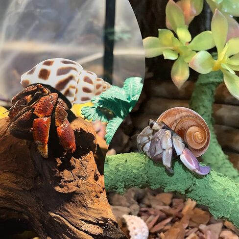 Deauepu® Premium Hermit Crab Shells 4PCS (4 Types) | Good for Medium to Large Hermit Crabs | Opening Size: 1"-1.5", Seashell Size: 2"-3.5" | Hermit Crab House for Décor | No Paint or Dye in Kuwait