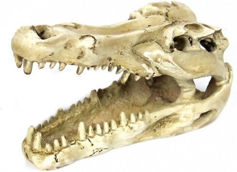 OMEM Natural Reptile Decorative Dinosaur Skull Hideaway Resin Made (M) in Kuwait