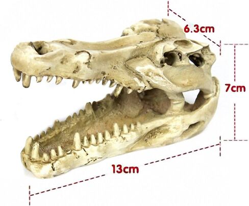 OMEM Natural Reptile Decorative Dinosaur Skull Hideaway Resin Made (M) in Kuwait