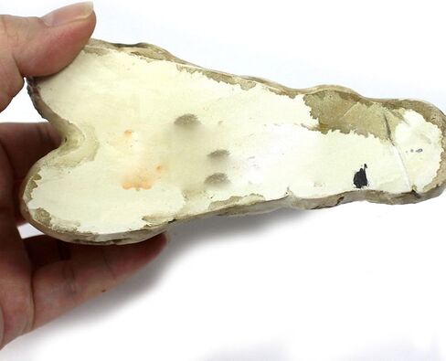OMEM Natural Reptile Decorative Dinosaur Skull Hideaway Resin Made (M) in Kuwait