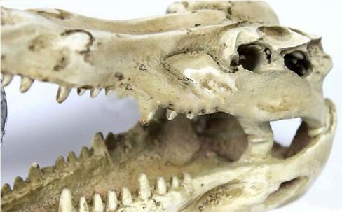 OMEM Natural Reptile Decorative Dinosaur Skull Hideaway Resin Made (M) in Kuwait