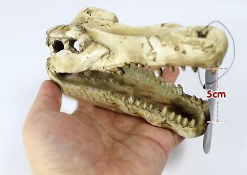 OMEM Natural Reptile Decorative Dinosaur Skull Hideaway Resin Made (M) in Kuwait