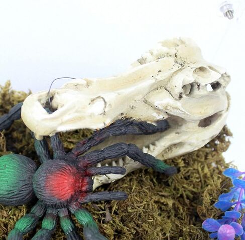 OMEM Natural Reptile Decorative Dinosaur Skull Hideaway Resin Made (M) in Kuwait