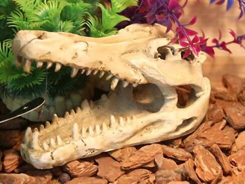 OMEM Natural Reptile Decorative Dinosaur Skull Hideaway Resin Made (M) in Kuwait