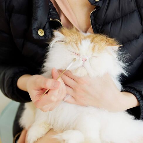 منظف ​​أذن الكلب من هرتزان، منظف الأذن للكلاب والقطط الصغيرة، تنظيف أذن الجرو، مسحات قطنية طويلة، تطبيق الدواء، تنظيف الجروح، براعم قطن الخيزران للكلاب والقطط الصغيرة (100 قطعة) in Kuwait