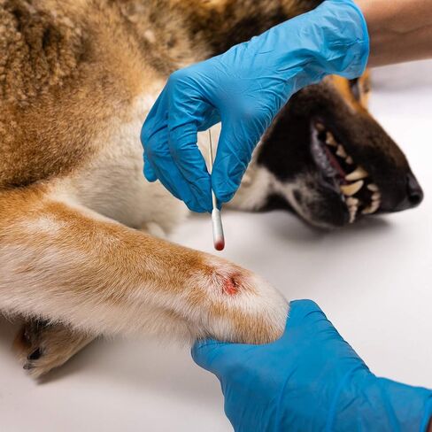 منظف ​​أذن الكلب من هرتزان، منظف الأذن للكلاب والقطط الصغيرة، تنظيف أذن الجرو، مسحات قطنية طويلة، تطبيق الدواء، تنظيف الجروح، براعم قطن الخيزران للكلاب والقطط الصغيرة (100 قطعة) in Kuwait