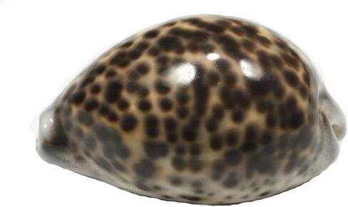 ASHIRWAD Tiger Kaudi Cowrie Shells الثعبان رئيس Cypraea Durga Laxmi Cowrie Kawadi، ديكور الشاطئ البحري Kawdi (3.0-3.5 بوصة) in Kuwait