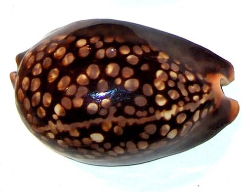 ASHIRWAD Tiger Kaudi Cowrie Shells الثعبان رئيس Cypraea Durga Laxmi Cowrie Kawadi، ديكور الشاطئ البحري Kawdi (3.0-3.5 بوصة) in Kuwait