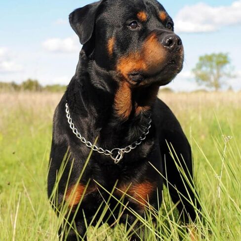 Metal Chain Choke Collar for Dogs, Slip Link Training Dog Choker Collar Heavy Duty Puppy Collars for Small Medium Large Big XL Breed Dogs, Silver M in Saudi Arabia