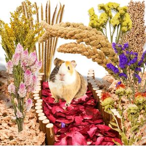 كوسيكو 10 أنواع من أغطية فراش الهامستر الطبيعية الصالحة للأكل - بخاخات الهامستر المجففة ومكافآت حبوب العلف، ملحقات قفص مخبأ الحيوانات الصغيرة، مستلزمات الحيوانات الأليفة للسوريين، الجربوع، خنزير غينيا in Kuwait