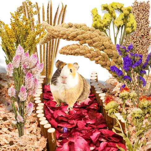 كوسيكو 10 أنواع من أغطية فراش الهامستر الطبيعية الصالحة للأكل - بخاخات الهامستر المجففة ومكافآت حبوب العلف، ملحقات قفص مخبأ الحيوانات الصغيرة، مستلزمات الحيوانات الأليفة للسوريين، الجربوع، خنزير غينيا in Kuwait