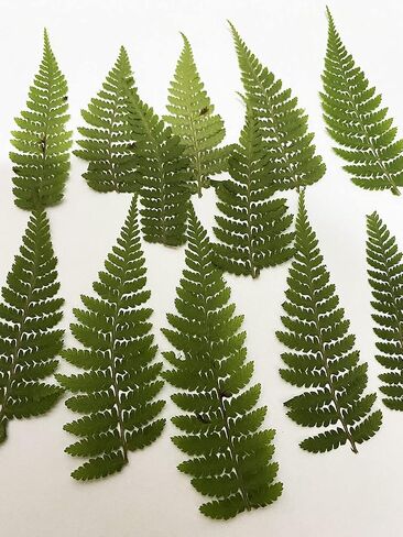12 pcs Green Maple Leaf Real Natural Dried Pressed Flowers for Resin Scrapbooking DIY Candle Decoration Jewelry Crafts in Saudi Arabia