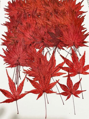 12 pcs Green Maple Leaf Real Natural Dried Pressed Flowers for Resin Scrapbooking DIY Candle Decoration Jewelry Crafts in Saudi Arabia