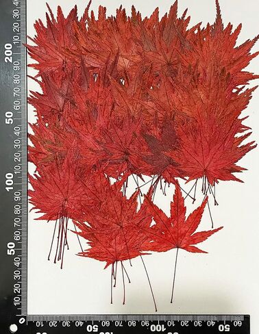 12 pcs Green Maple Leaf Real Natural Dried Pressed Flowers for Resin Scrapbooking DIY Candle Decoration Jewelry Crafts in Saudi Arabia