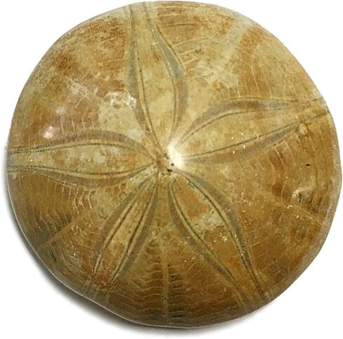 أحفور دولار رملي مصقول أصلي (2-3 بوصات) - قنفذ البحر in Kuwait