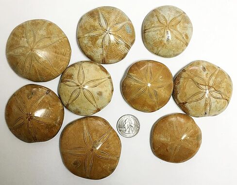 أحفور دولار رملي مصقول أصلي (2-3 بوصات) - قنفذ البحر in Kuwait