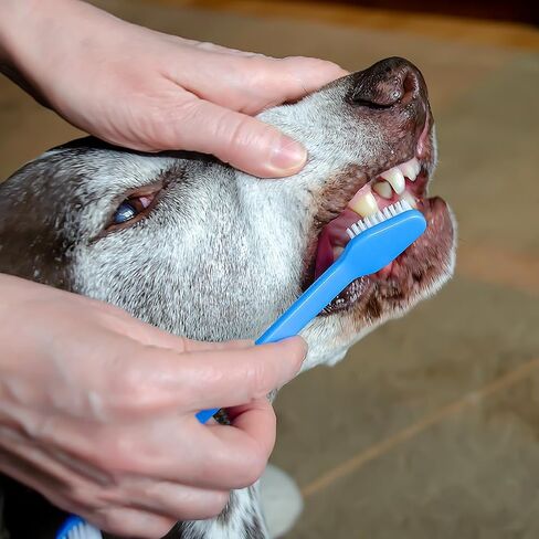 طقم تنظيف أسنان الكلاب 10 قطع من كاليون، فرشاة أسنان مزدوجة الرأس للحيوانات الأليفة، فرشاة أسنان متعددة الألوان للقطط، فرشاة أسنان محمولة للكلاب، طقم تنظيف أسنان ناعم للكلاب والقطط وتنظيف أسنان الحيوانات الأليفة والعناية بالأسنان in Kuwait