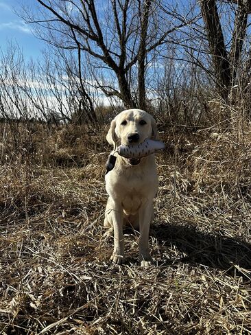 HuntEmUp Ultimate Dove Dog Training Scent Kit - Dove Scent for Dog Training Dove Dog Upland Training Scent Kit in Kuwait