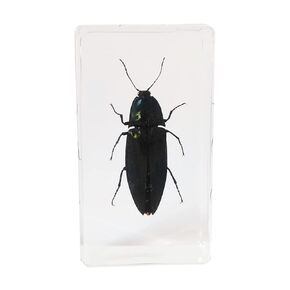 FlyingBean Real Longicorn Beetle Insect Specimens in Resin Paperweight Crafts, Taxidermy Collection for Science Education & Desk Ornament (Longicorn Beetle) FBBF-05 73 x 41 24mm (2.9 1.6 0.9 inch)