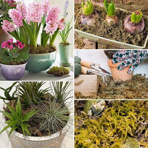 قطعتان من طحالب الطحالب، طحالب الخث، طحالب السفاجنوم للزواحف، طحالب الماء، الطحالب المزيفة، الطحالب الخضراء المجففة، طحالب حرفية لنباتات الزهور وتزيين الحديقة، 10.6 أونصة/300 جرام in Kuwait