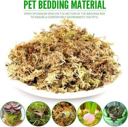 قطعتان من طحالب الطحالب، طحالب الخث، طحالب السفاجنوم للزواحف، طحالب الماء، الطحالب المزيفة، الطحالب الخضراء المجففة، طحالب حرفية لنباتات الزهور وتزيين الحديقة، 10.6 أونصة/300 جرام in Kuwait