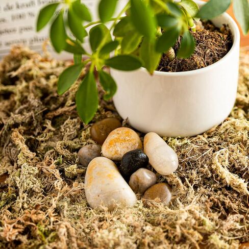 قطعتان من طحالب الطحالب، طحالب الخث، طحالب السفاجنوم للزواحف، طحالب الماء، الطحالب المزيفة، الطحالب الخضراء المجففة، طحالب حرفية لنباتات الزهور وتزيين الحديقة، 10.6 أونصة/300 جرام in Kuwait