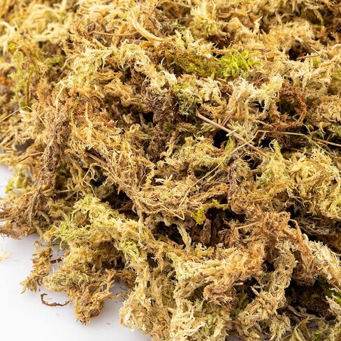 قطعتان من طحالب الطحالب، طحالب الخث، طحالب السفاجنوم للزواحف، طحالب الماء، الطحالب المزيفة، الطحالب الخضراء المجففة، طحالب حرفية لنباتات الزهور وتزيين الحديقة، 10.6 أونصة/300 جرام in Kuwait