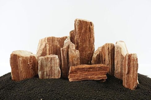 Lifegard Aquatics 10G-Redwood Redwood Petrified Stone 10G Rock Kit، بني in Saudi Arabia
