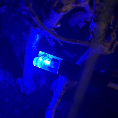 Lighted Nocks for Crossbow with .300 Inside Diameter with ON/Off Switch Arrow nocks for Archery Hunting 6 Pack in Kuwait