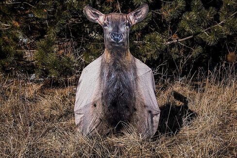 KILLERGEAR ElkFan, 3D Mature Cow Elk Fanning Decoy for Traditional Hunting, Locate & Set Up and Spot & Stalk, Lightweight, Portable & Durable Animal Umbrella with Built-In Ground Stake, Carrying Bag in Saudi Arabia