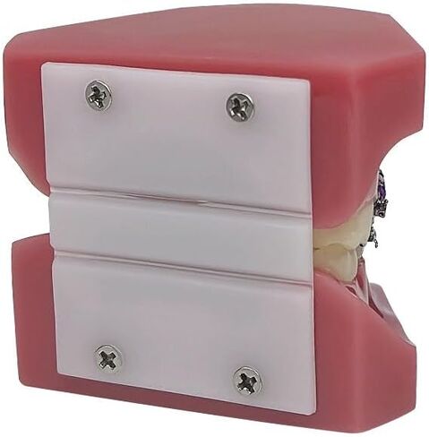 YOUYA DENTAL TM-208 Demonstration Orthodontic Model Teeth Teach Study Tools with Metal and Ceramic Bracket(Red) in Kuwait