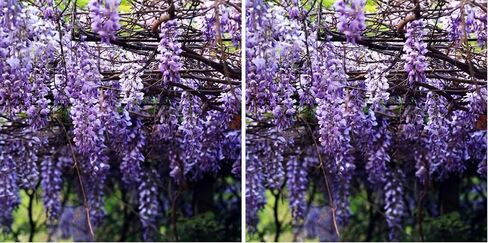 20+ Japanese Wisteria Purple Ornamental Vine Climber Seeds for Planting Home Garden Indoors or Outdoors in Saudi Arabia