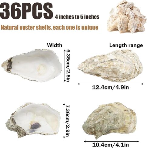 36PCS Natural Large Oyster Shells 5"-6" – Bulk Oyster Shells for Crafts, Home Decor, Vase Fillers, Beach Wedding Decorations, Ocean-Themed Art Projects in Saudi Arabia