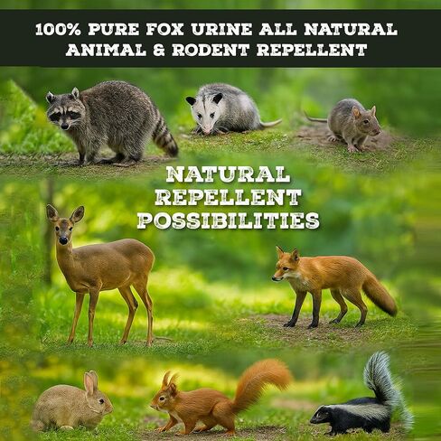 Fox Urine & Fox Plus - بول عالي الجودة 16oz أو مزيج من الغدد والبول والزيت 8oz - قاعدة رائحة Canid ممتازة للاستخدام في الهواء الطلق وإدارة الحياة البرية in Kuwait