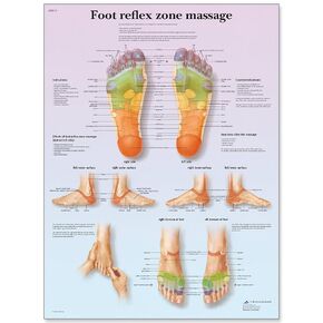 3B Scientific VR2810L Glossy UV Resistant Laminated Paper Massage Des Zones Reflexes Anatomical Chart (Foot Reflex Zone Massage Anatomical Chart French), Poster Size 20" Width x 26" Height