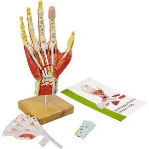 2024 New Medical Anatomical Hand Skeleton Model W/Muscles Ligaments Nerves and Blood Vessels, 7 Parts, Life Size, Magnetic Easy Mounting (Hand Model)
