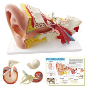Benilev Enlarged Human Ear Model Anatomy 3X Magnification 4 Part Ear Anatomical Model Outer Middle Inner Ear Model for Medical Anatomy and Physiology Study Research Teaching Display with Base