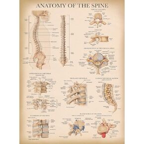 Palace Learning Vintage Anatomy of the Spine Poster - Laminated Spinal Anatomical Chart - 18" x 24"