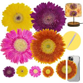 4 قطع كبيرة الحجم من الزهور المجففة المضغوطة والزهور الطبيعية المجففة لقالب الراتنج، DIY، لوازم سجل القصاصات، والحرف الفنية (جيربيرا) in Kuwait