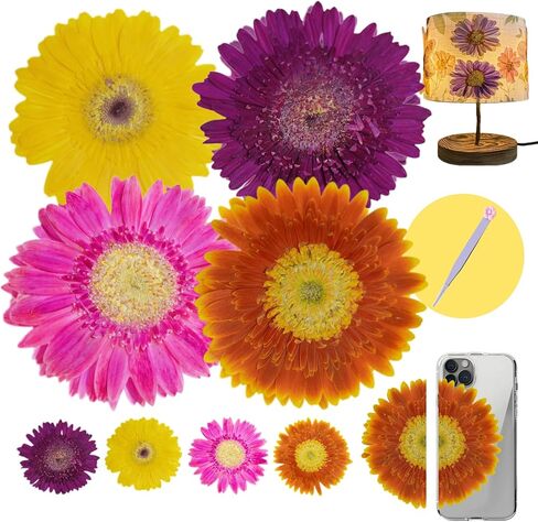 4 قطع كبيرة الحجم من الزهور المجففة المضغوطة والزهور الطبيعية المجففة لقالب الراتنج، DIY، لوازم سجل القصاصات، والحرف الفنية (جيربيرا) in Kuwait