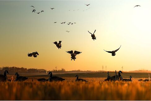 Higdon Outdoors Flats Magnum Canada صورة ظلية قياسية، 12 قطعة in Kuwait
