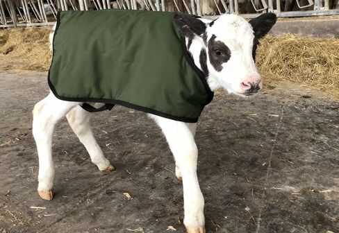 BetterMilk Calf Coats Waterproof Livestock Protector Pro Calf Blanket, Calf Warmer - Large Holstein Size - Green in Saudi Arabia
